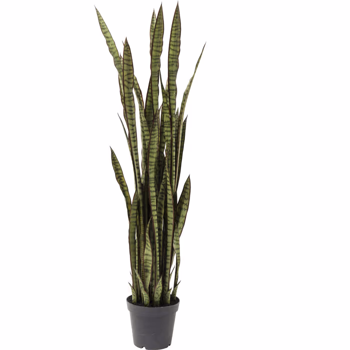 Deco biljka Sansewieria 100×54,5